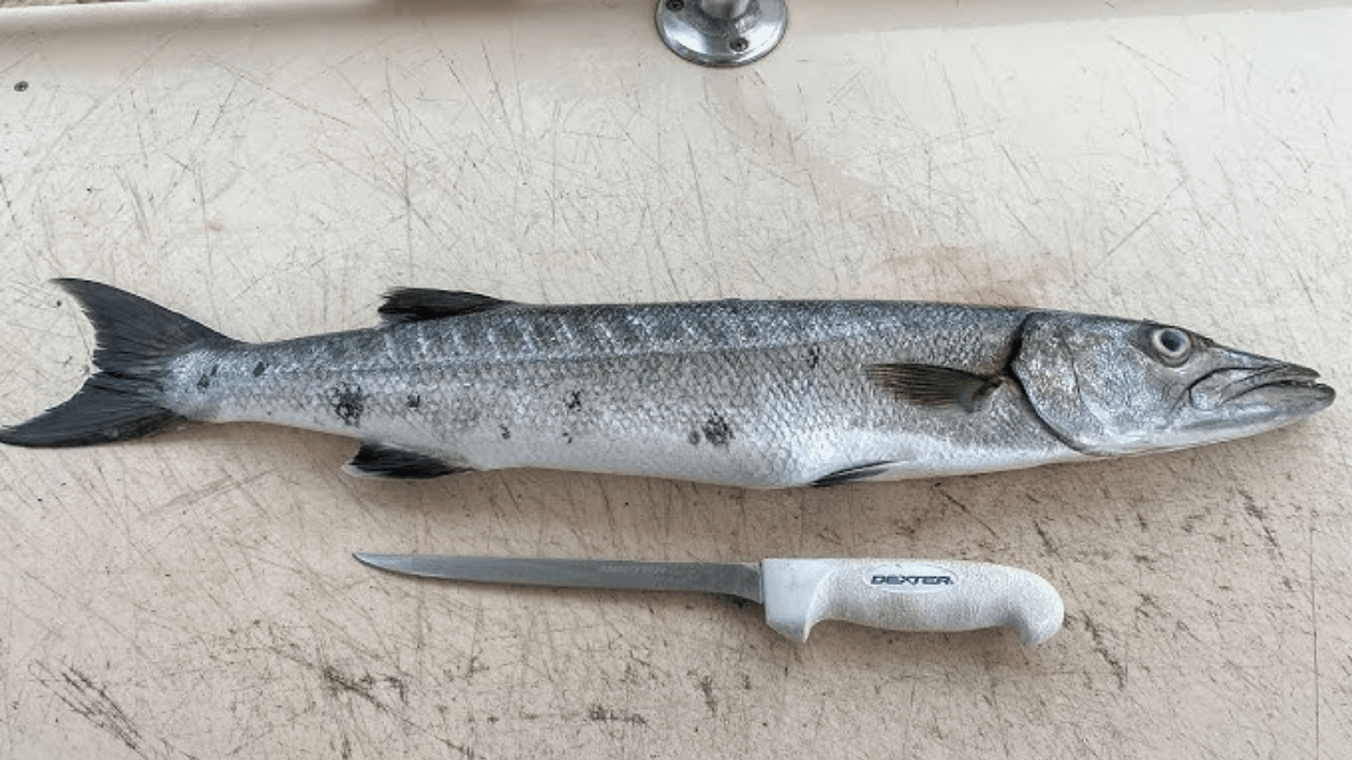 Smart Choices for Safer Barracuda Eating