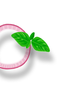 Onion