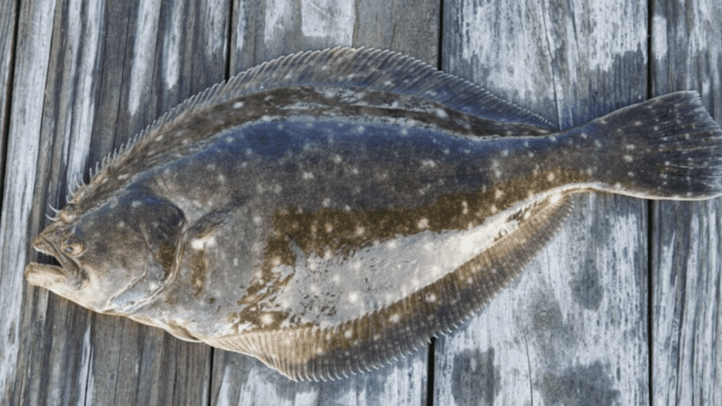 is flounder good for you